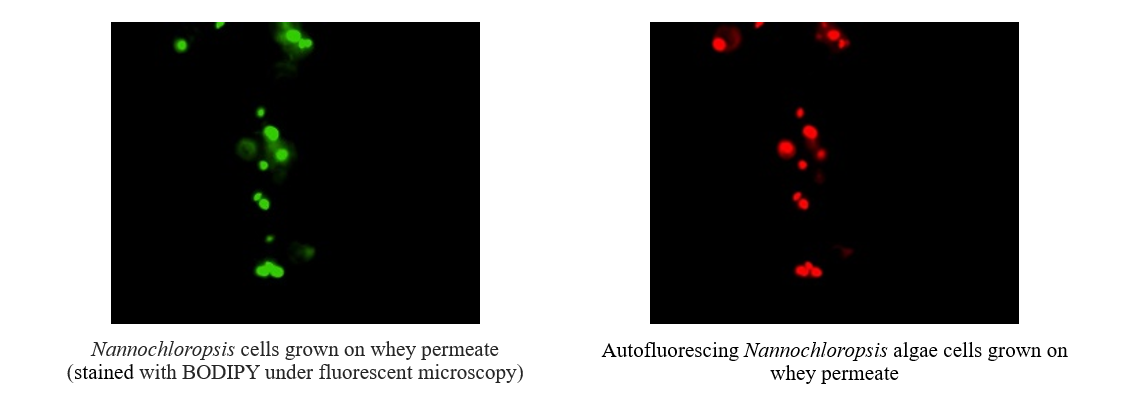 dairy processing